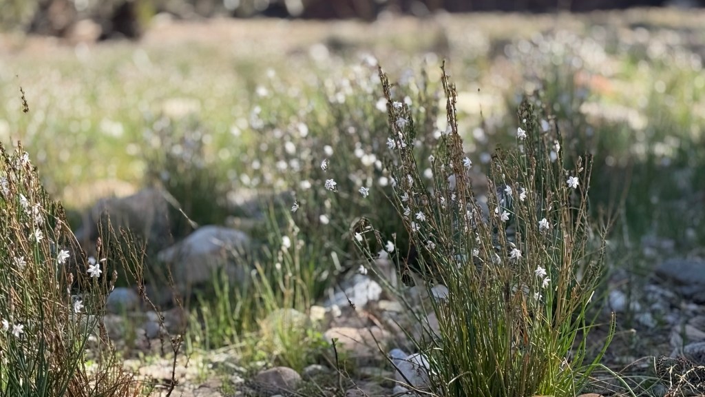 Wildflowers, Flinders Ranges, SA